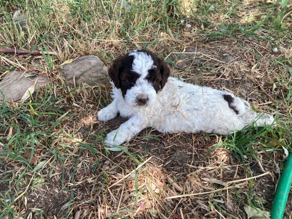 Du Riou De Cruis - Chiots à reserver lignée truffière 