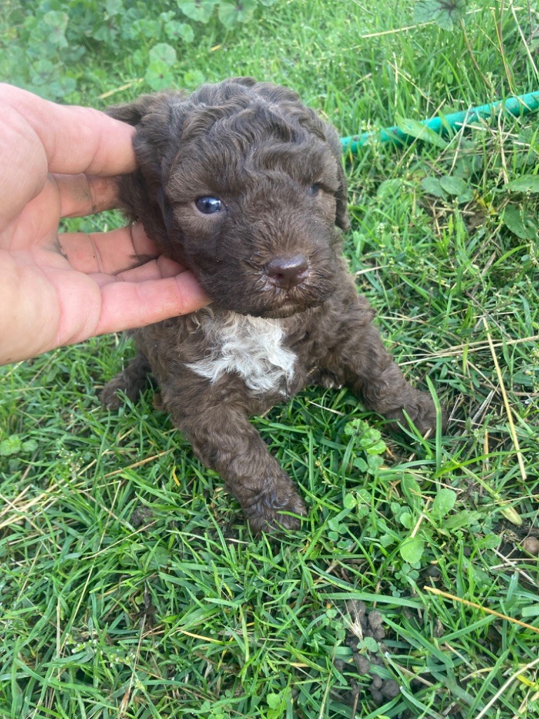 Du Riou De Cruis - Chiot disponible  - Lagotto Romagnolo