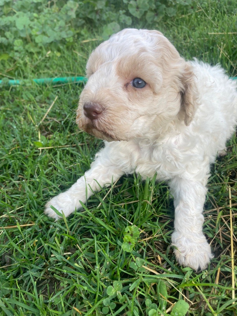 Du Riou De Cruis - Chiot disponible  - Lagotto Romagnolo