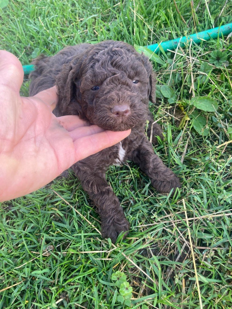 Du Riou De Cruis - Chiot disponible  - Lagotto Romagnolo