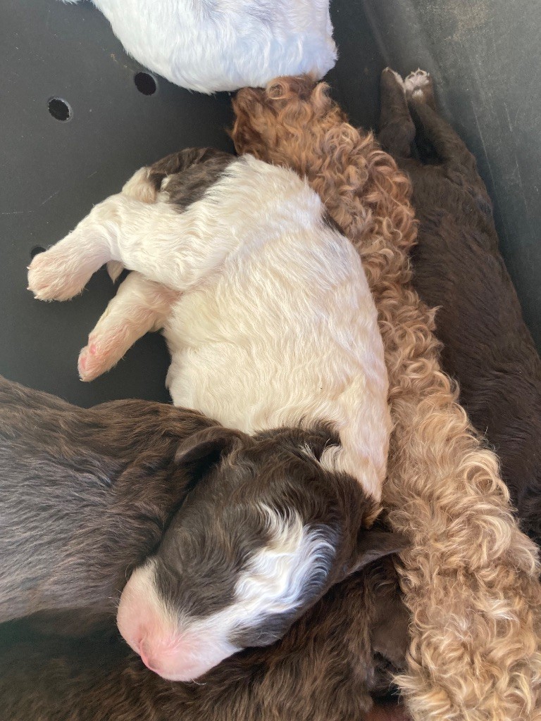 Du Riou De Cruis - Chiots disponibles - Lagotto Romagnolo