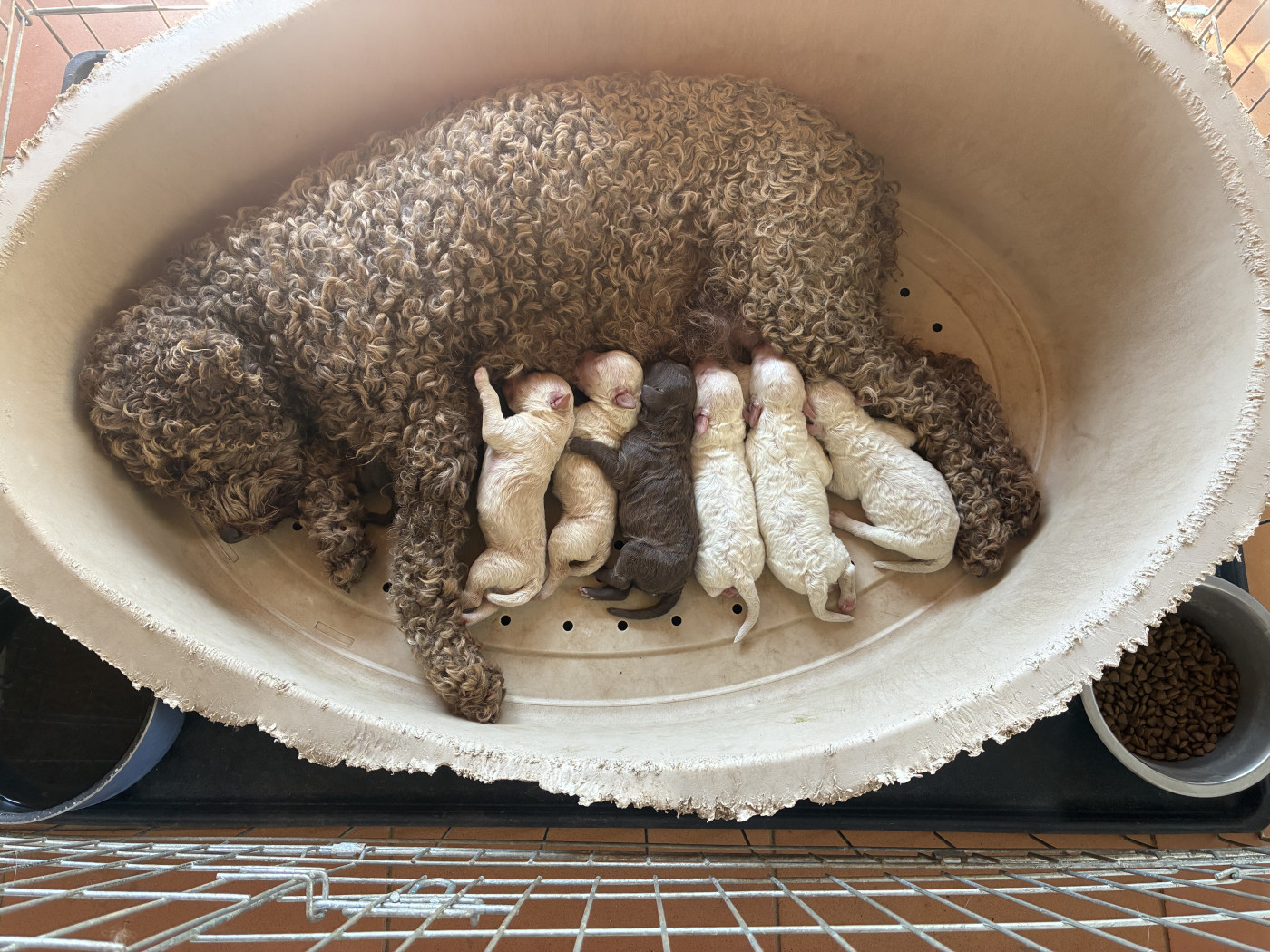 Du Riou De Cruis - Lagotto Romagnolo - Portée née le 27/05/2026
