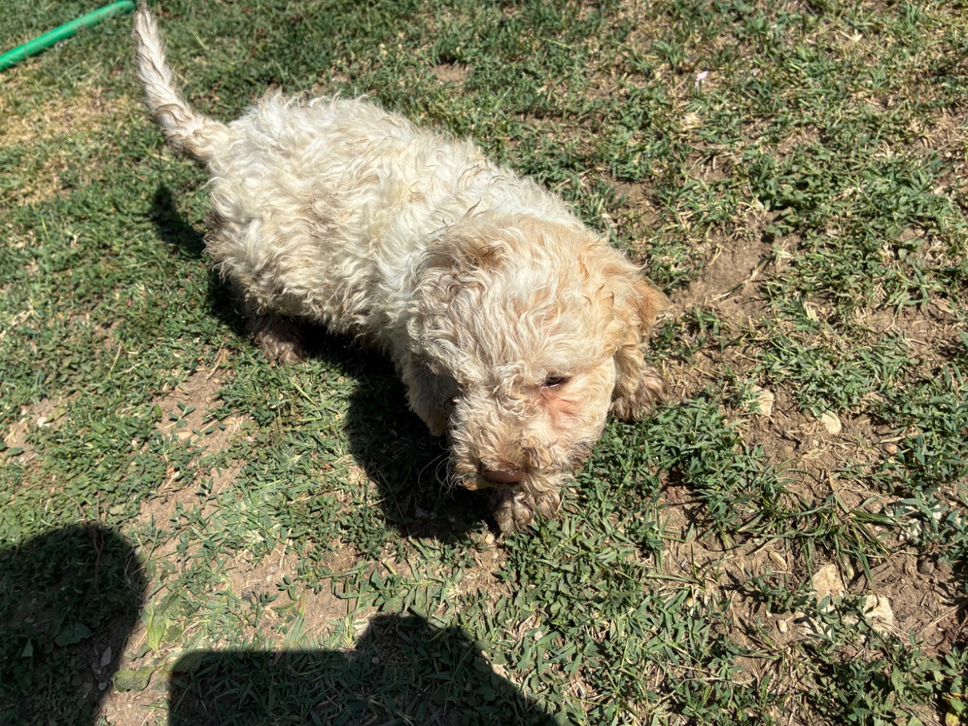 Du Riou De Cruis - Chiots disponibles - Lagotto Romagnolo