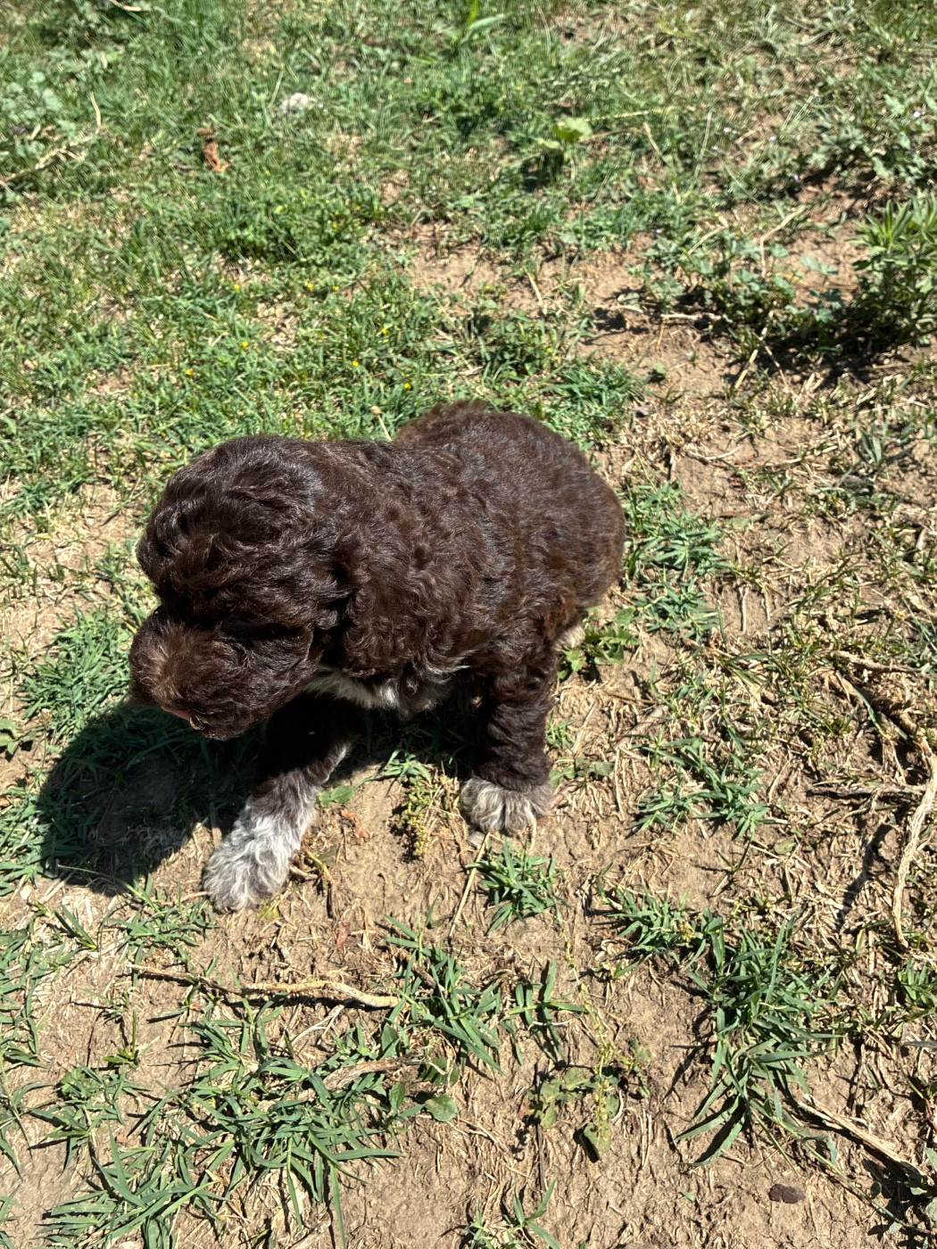 Du Riou De Cruis - Chiots disponibles - Lagotto Romagnolo