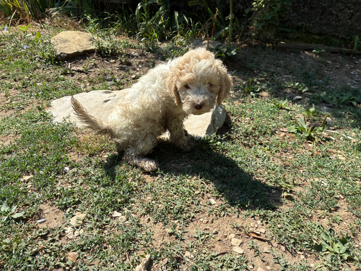 Du Riou De Cruis - Chiots disponibles - Lagotto Romagnolo