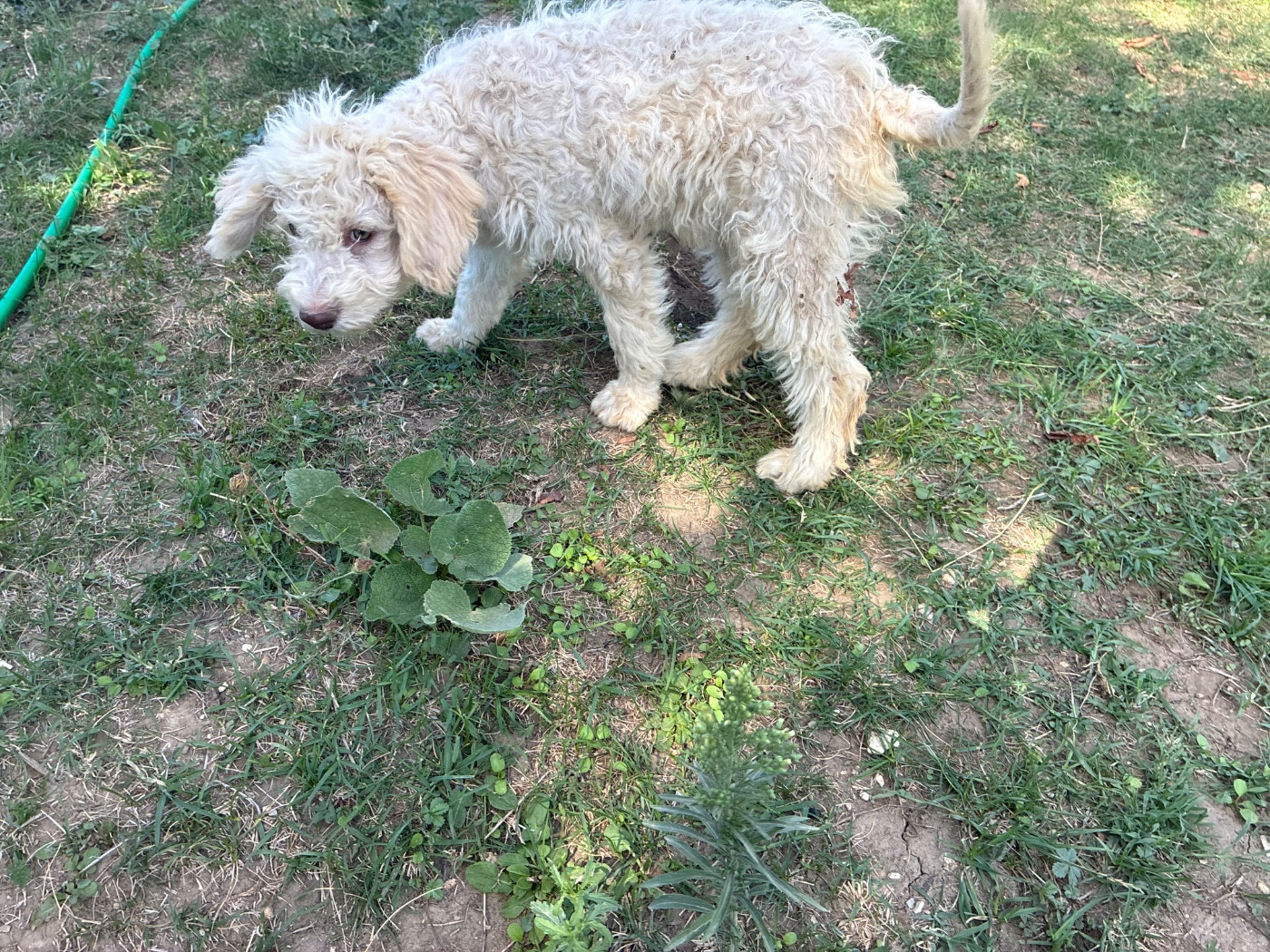 Du Riou De Cruis - Chiots disponibles - Lagotto Romagnolo