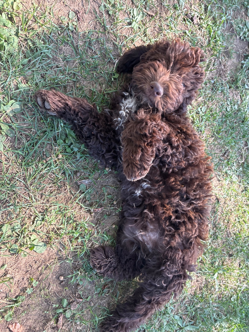 Du Riou De Cruis - Chiots disponibles - Lagotto Romagnolo