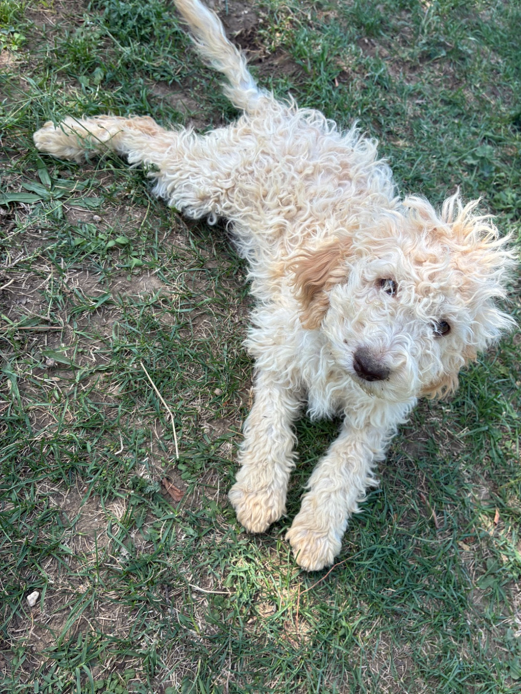 Du Riou De Cruis - Chiots disponibles - Lagotto Romagnolo
