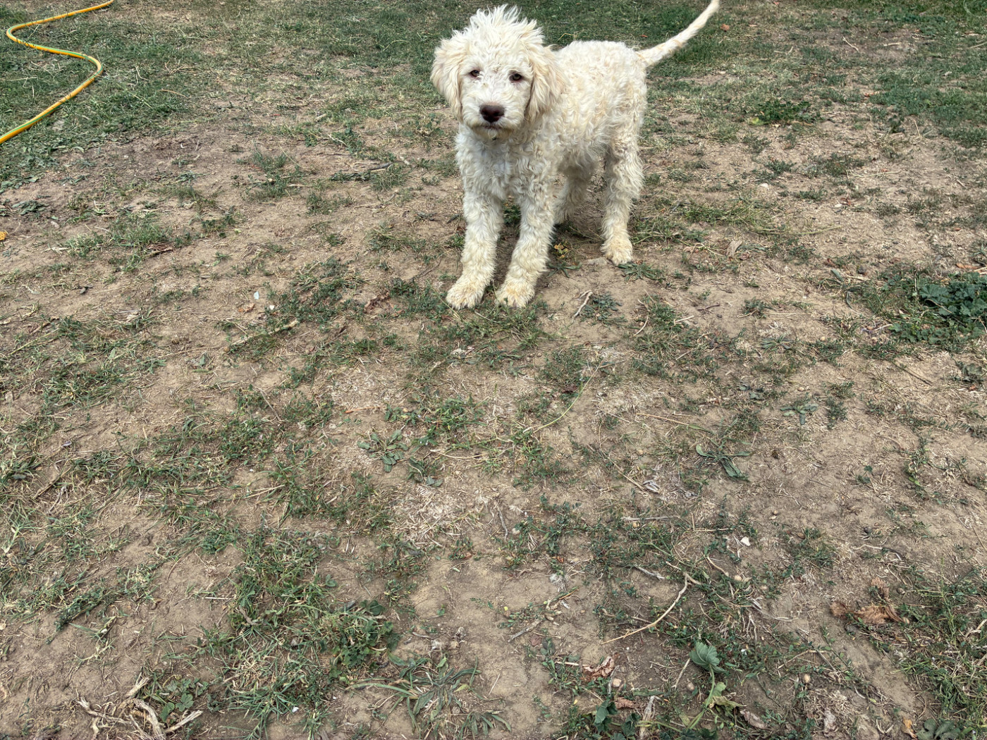 Du Riou De Cruis - Chiots disponibles - Lagotto Romagnolo