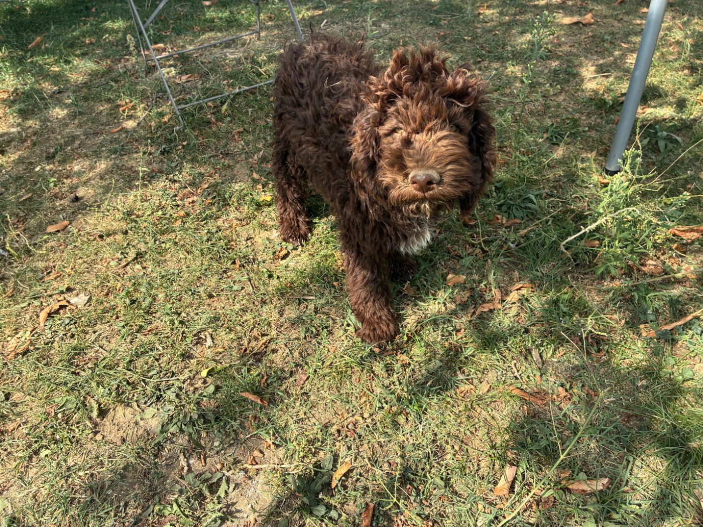 Du Riou De Cruis - Chiots disponibles - Lagotto Romagnolo