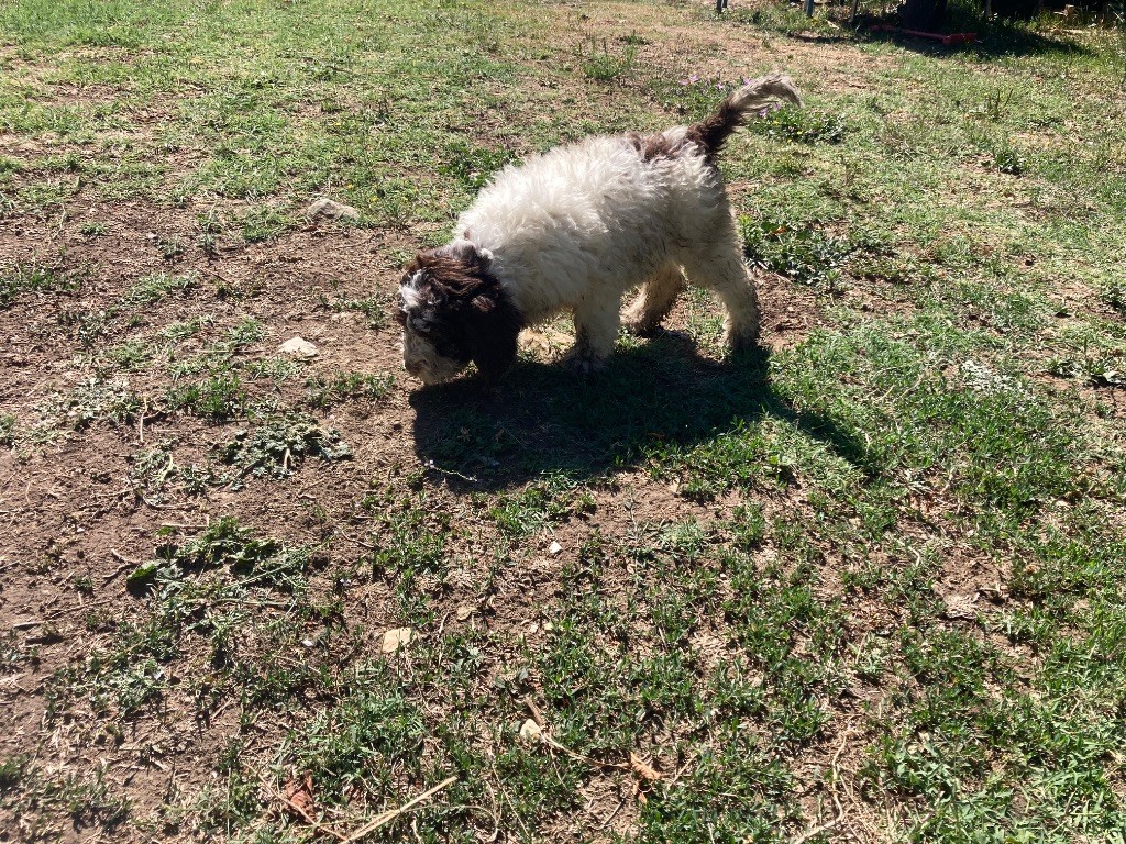Du Riou De Cruis - Chiots disponibles - Lagotto Romagnolo