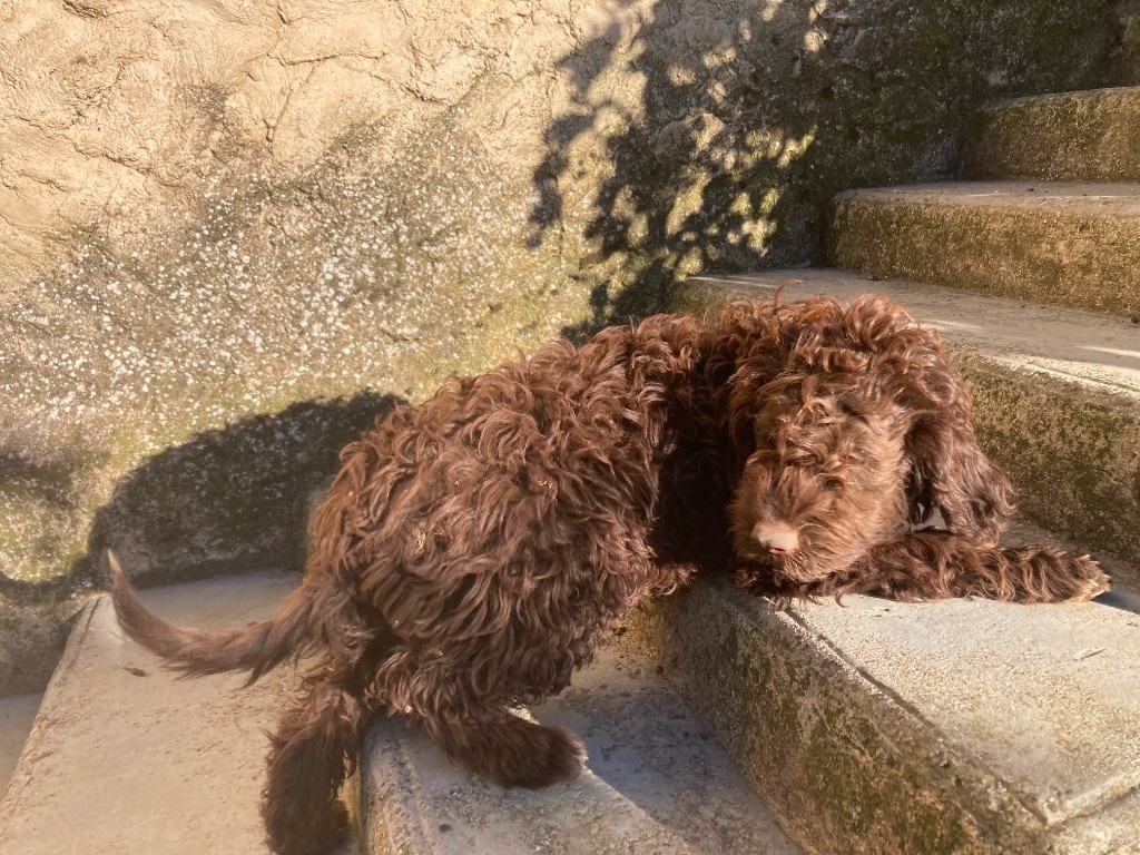Du Riou De Cruis - Chiots disponibles - Lagotto Romagnolo