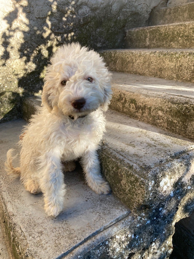 Du Riou De Cruis - Chiots disponibles - Lagotto Romagnolo