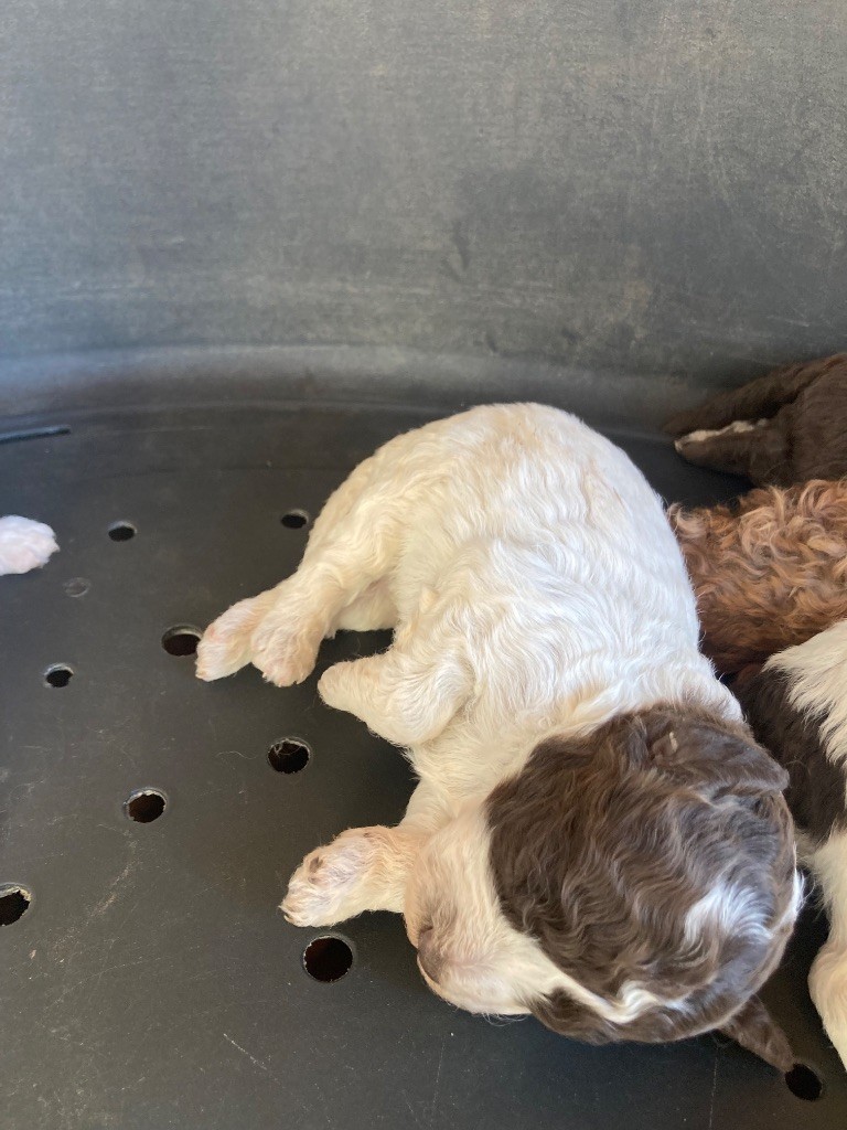 Du Riou De Cruis - Chiots disponibles - Lagotto Romagnolo