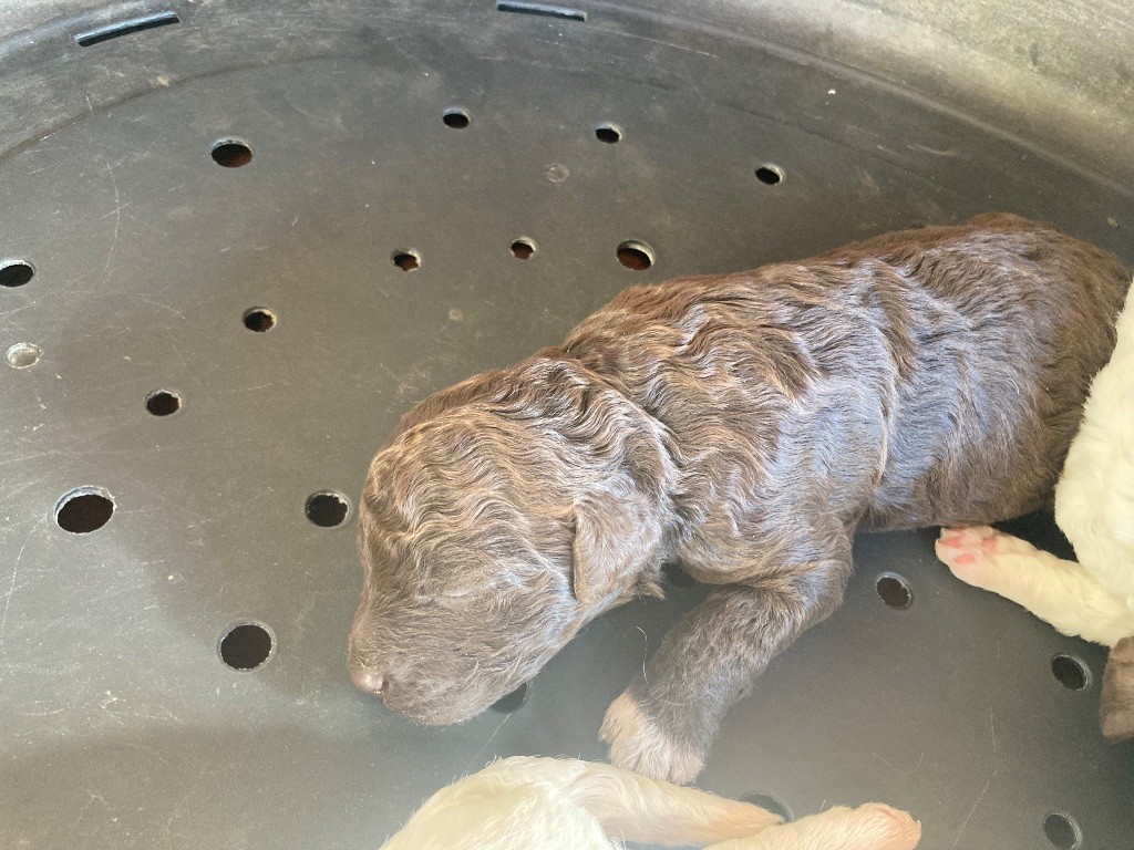 Du Riou De Cruis - Chiots disponibles - Lagotto Romagnolo