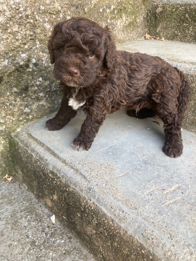 Du Riou De Cruis - Chiots disponibles - Lagotto Romagnolo