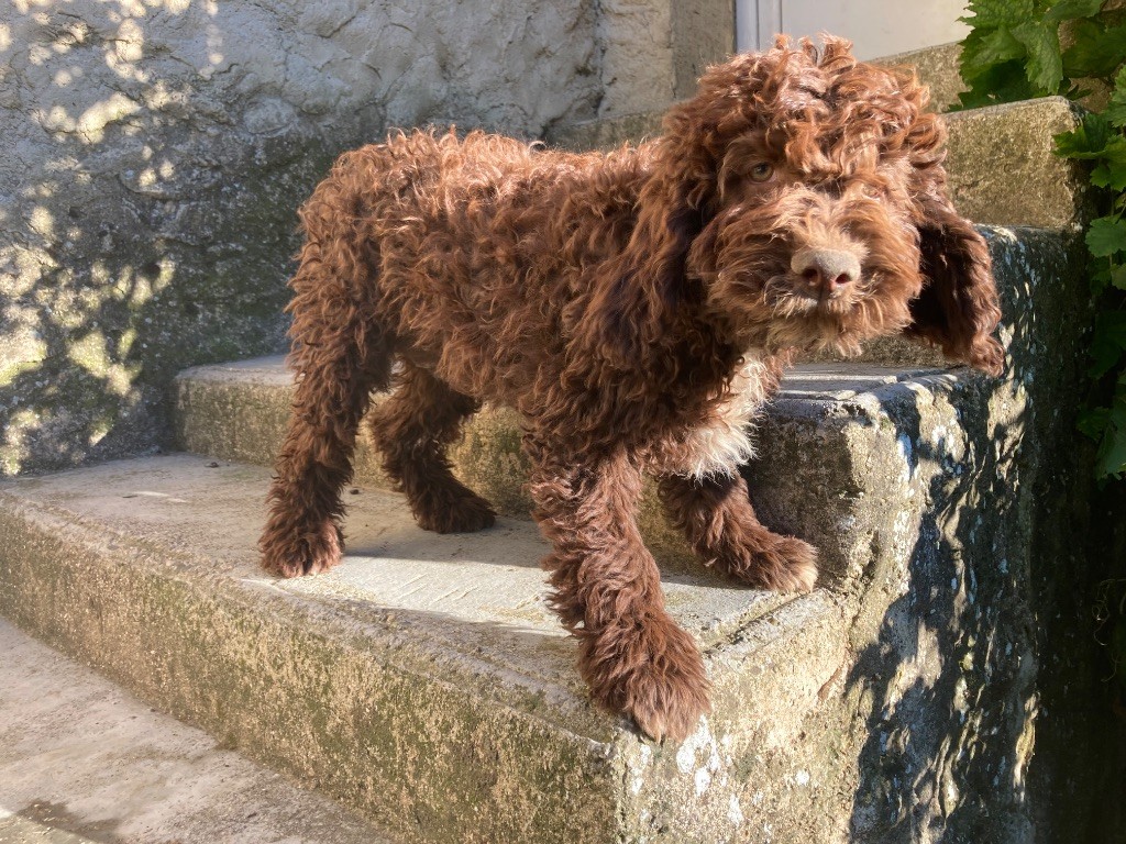 Du Riou De Cruis - Chiots disponibles - Lagotto Romagnolo