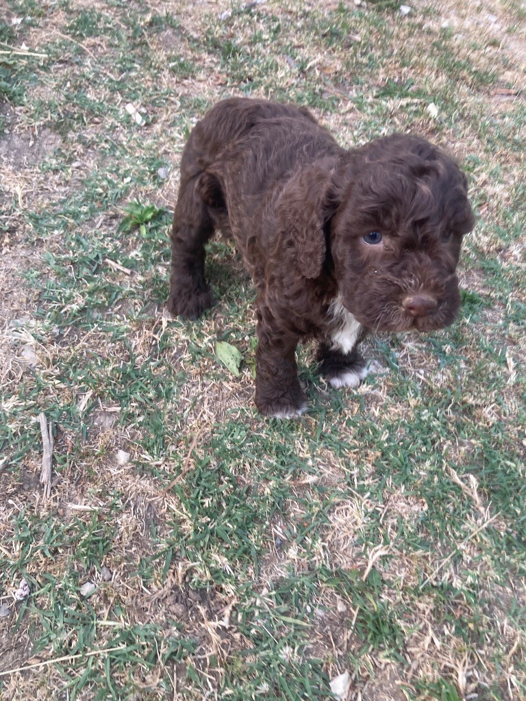 Du Riou De Cruis - Chiots disponibles - Lagotto Romagnolo