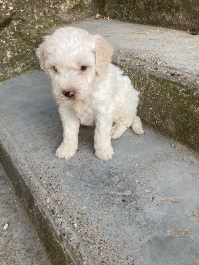 Du Riou De Cruis - Chiots disponibles - Lagotto Romagnolo
