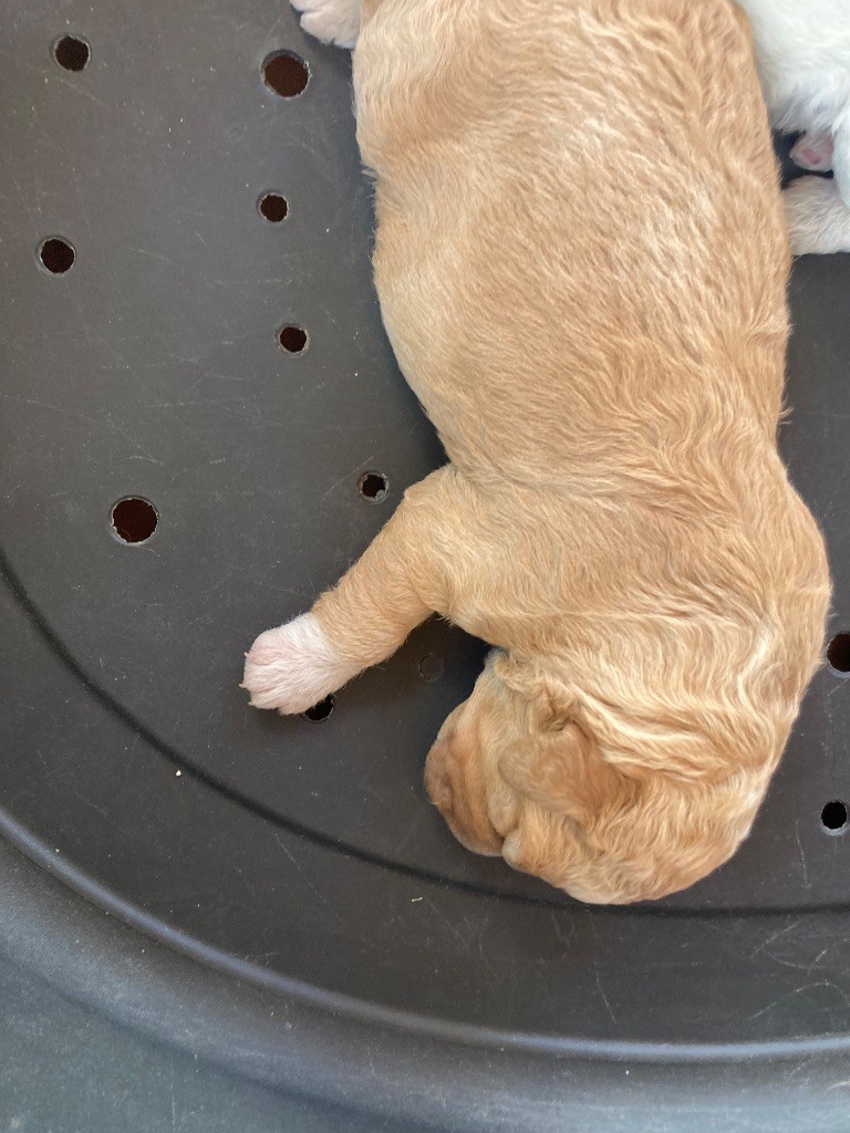 Du Riou De Cruis - Chiots disponibles - Lagotto Romagnolo