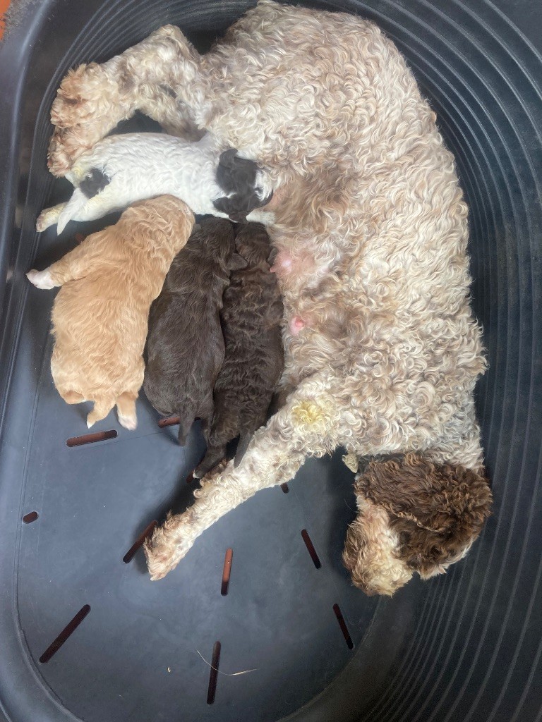Chiot Lagotto Romagnolo Du Riou De Cruis