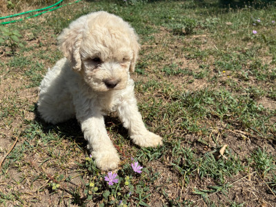 Chiot N°1