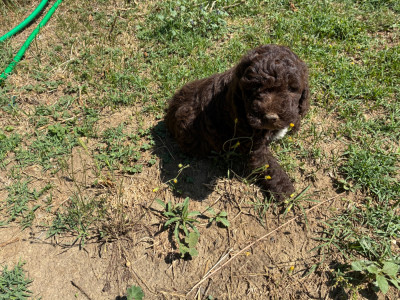 Chiot N°4