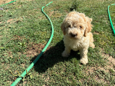 Chiot N°6