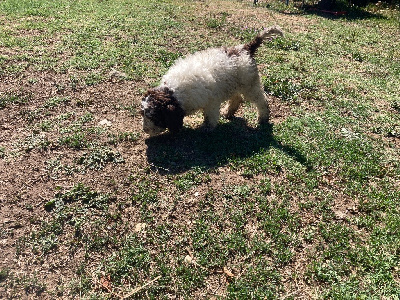 Alf