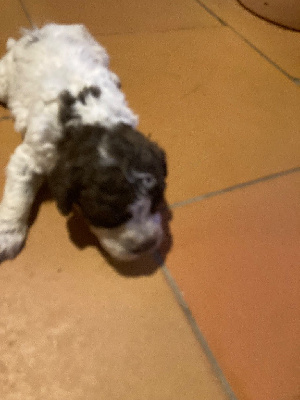 CHIOT 6