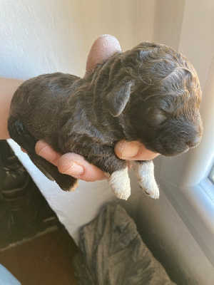 CHIOT 1