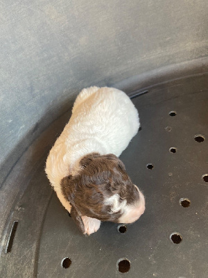 CHIOT 7