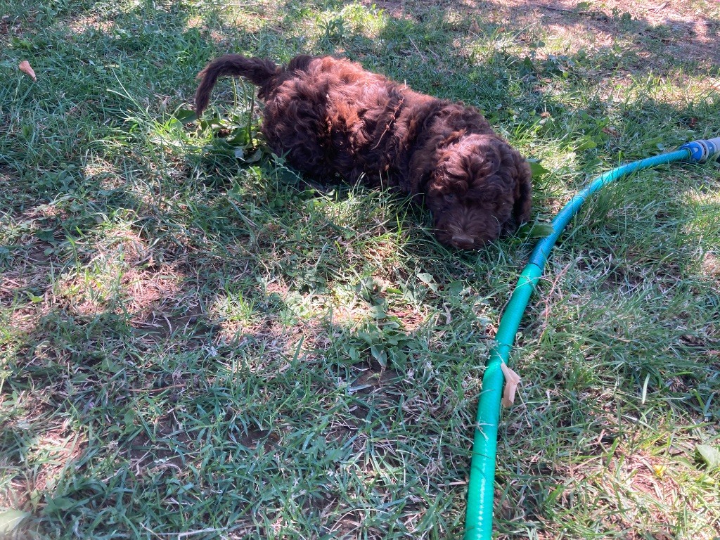 Du Riou De Cruis - Chiots disponibles - Lagotto Romagnolo