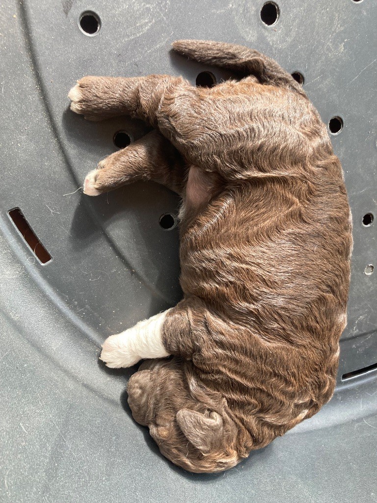 Du Riou De Cruis - Chiots disponibles - Lagotto Romagnolo