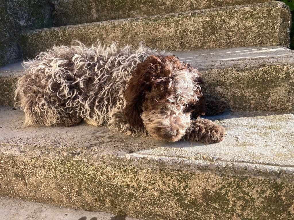 Du Riou De Cruis - Chiots disponibles - Lagotto Romagnolo