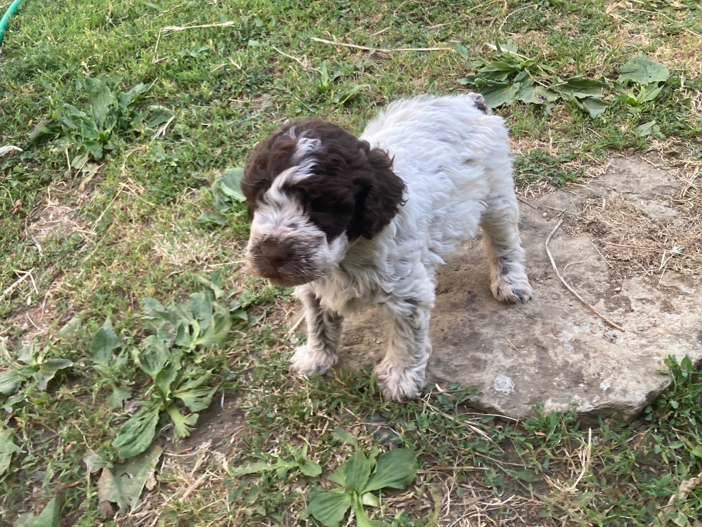 Du Riou De Cruis - Chiots disponibles - Lagotto Romagnolo