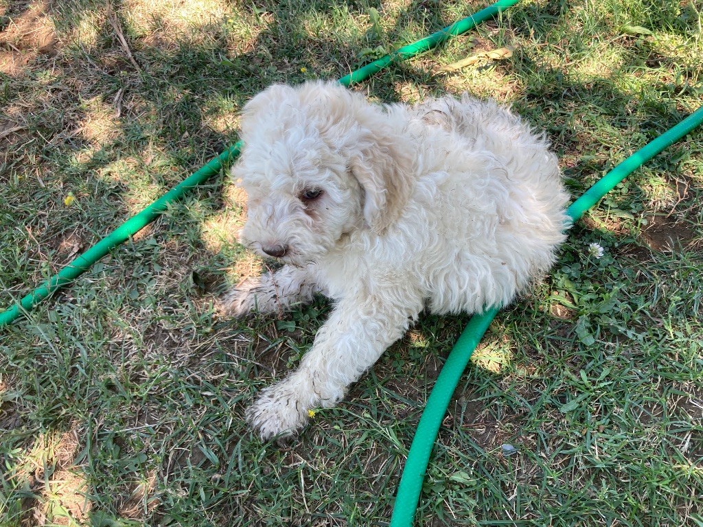 Du Riou De Cruis - Chiots disponibles - Lagotto Romagnolo