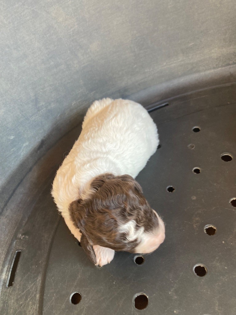Du Riou De Cruis - Chiots disponibles - Lagotto Romagnolo