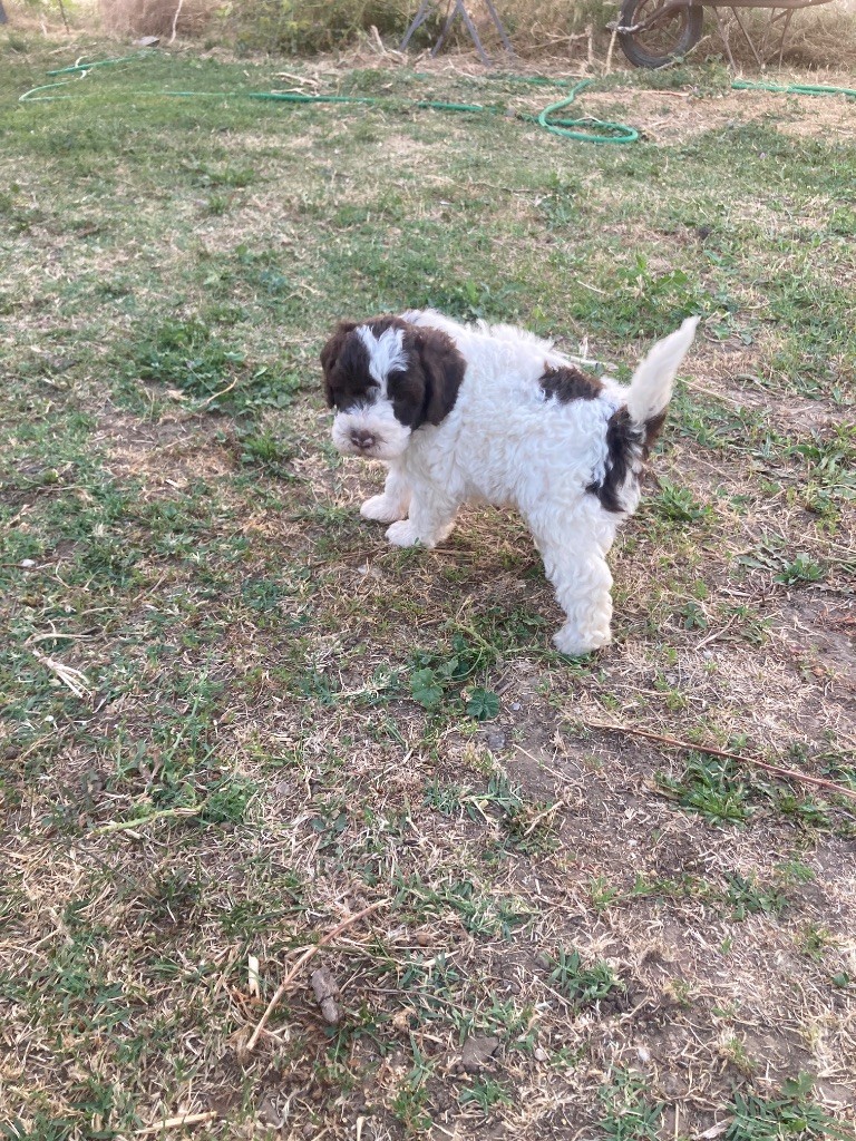 Du Riou De Cruis - Chiots disponibles - Lagotto Romagnolo